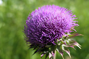 Thistle in Bloom Photograph by Bentley Davis Thistle in Bloom Photograph by Bentley Davis