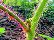 Thorny Plant With Bud Photograph by David Fountain