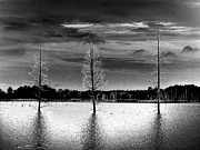 Three Dead Cedar Trees Photograph by Louis Dallara Three Dead Cedar Trees Photograph by Louis Dallara