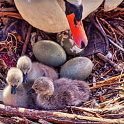Three down three to go Photograph by Tatiana Travelways