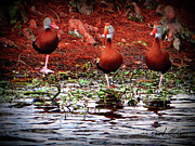 Three One Legged Ducks Photograph by David McKinney Three One Legged Ducks Photograph by David McKinney
