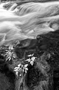 Three Plants in the Smokeys Photograph by Jon Glaser