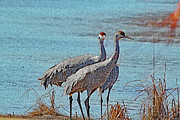 Three Sandhill Cranes At White Water Draw Arizona Digital Art by Tom Janca