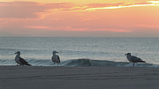 Three Seagulls Enjoying the Sunrise Photograph by Matthew DeGrushe Three Seagulls Enjoying the Sunrise Photograph by Matthew DeGrushe