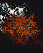 Through the Trees Photograph by Rich Kovach