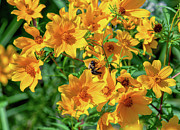 Tickseed Sunflowers DFL1231 Photograph by Gerry Gantt
