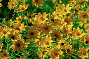 Tickseed Sunflowers DFL1238 Photograph by Gerry Gantt