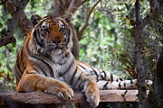 Tiger  Photograph by Kelly Markus