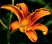 Tiger Lily Trance Photograph by Mary Walchuck