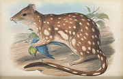 Tiger Quoll, Dasyurus maculatus Drawing by John Gould