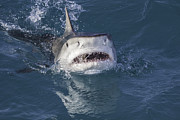 Tiger Shark attack at the surface with mouth open Photograph by Gregory Sweeney