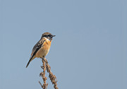 Tiny Bird Photograph by Puttaswamy Ravishankar Tiny Bird Photograph by Puttaswamy Ravishankar