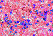 Pink Nest of Tiny Blue Flowers Photograph by Missy Joy Pink Nest of Tiny Blue Flowers Photograph by Missy Joy