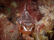 Tiny lumpfish looking tough Photograph by Brian Weber Tiny lumpfish looking tough Photograph by Brian Weber