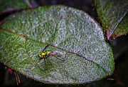 Tiny World 5 Photograph by DB Hayes