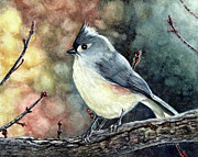 Tippi the Tufted Titmouse Painting by Shana Rowe Jackson
