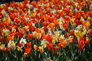 Tiptoe through the Tulips   Photograph by Lauren Sage