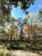 To the Treetop Photograph by Merle Grenz