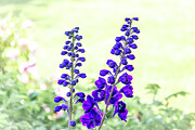 Together We Are One Photograph by Linda Triplett Together We Are One Photograph by Linda Triplett