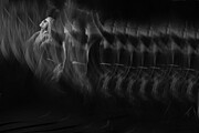 Toni in motion BW Photograph by Dan Friend Toni in motion BW Photograph by Dan Friend