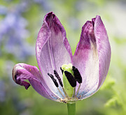 Torn Tulip Photograph by Steven Nelson