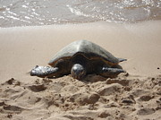 Tortoise Photograph by Sapphire Romance Photography Artistic Photographer Kristy Lee