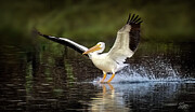 Touchdown Photograph by Endre Balogh