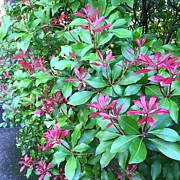 Touches of Crimson Photograph by Charlene Mitchell