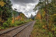 Tracks through the Woods Photograph by John Twynam Tracks through the Woods Photograph by John Twynam