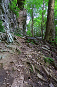 Trail at Ozone Falls 3 Photograph by Phil Perkins