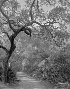 Trail, Cumberland Island, 1987 Photograph by John Simmons
