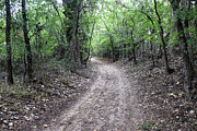 Trail Through the Woods - Dinosaur Valley's Serene Dirt Road Journey Photograph by Brigitte Blanchette Thompson Trail Through the Woods - Dinosaur Valley's Serene Dirt Road Journey Photograph by Brigitte Blanchette Thompson