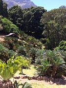 Tranquil Garden Footbridge at Kirstenbosch, South Africa Photograph by Travel Essayist Tranquil Garden Footbridge at Kirstenbosch, South Africa Photograph by Travel Essayist