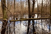 Tranquil Reflections Serenity Amidst the Leafless Woodland Photograph by Travel Essayist Tranquil Reflections Serenity Amidst the Leafless Woodland Photograph by Travel Essayist