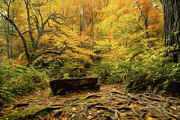 Tranquil Seclusions Photograph by Dodie Ross Tranquil Seclusions Photograph by Dodie Ross