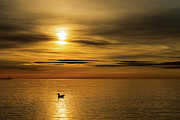Tranquil Swim Photograph by Rich Kovach