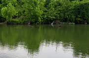 Tranquil Waterscape - Reflective Serenity, Verdant Banks, Heron Bird Photograph by Brigitte Blanchette Thompson Tranquil Waterscape - Reflective Serenity, Verdant Banks, Heron Bird Photograph by Brigitte Blanchette Thompson