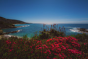 Treasure Island Beach,Laguna Beach Photograph by Abigail Diane Photography