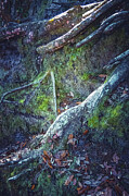 TREE 74b Photograph by Sally Fuller