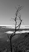 Tree above the clouds B/W Photograph by Leslie Brashear