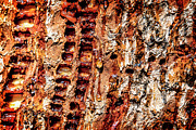 Tree Bark Abstract Photograph by Kelley King