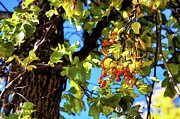Tree Berries In The Sunlight Mixed Media by Tatiana Travelways