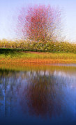 Tree burst Photograph by Jim Signorelli Tree burst Photograph by Jim Signorelli