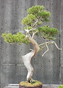 Tree Dancer Photograph by Anita Adams