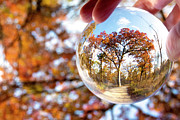 Tree in an Orb Photograph by Patty Colabuono