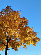Tree in Autumn Photograph by Leslie Brashear
