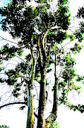Tree In Botanic Garden In Warsaw, Poland Photograph by John Siest