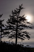 Tree in Silhouette Photograph by Cindy Shebley