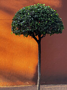 Tree in the Sunlight Photograph by Leslie Brashear