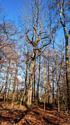 Tree in the Woods Photograph by Louis Dallara